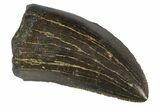 Serrated, Tyrannosaur Tooth - Two Medicine Formation #163390-1